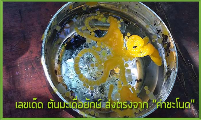 เลขเด็ด ต้นมะเดื่อยักษ์ ส่งตรง