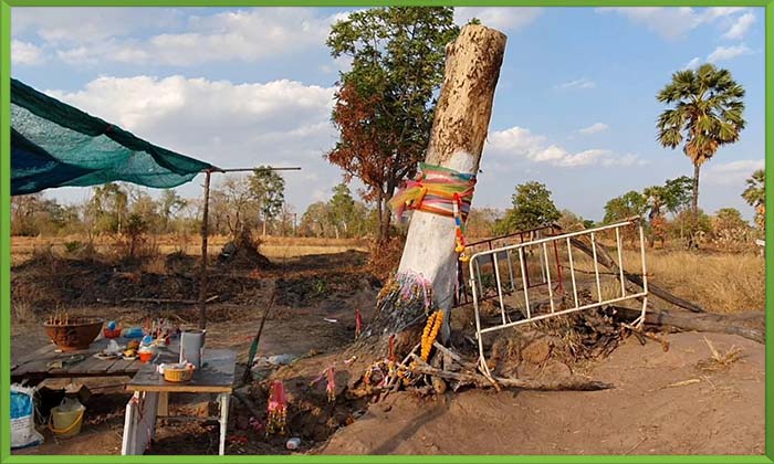 ชาวบ้านฮือฮา ต้นไม้ล้มตาย 2 ปี